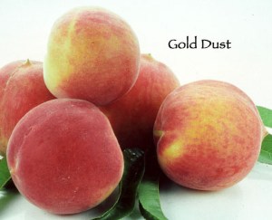 Gold Dust peach